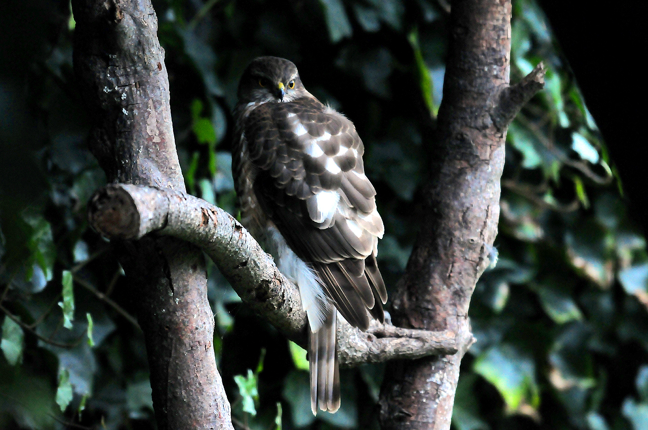 Jozef van der Heijden - Natuurfotografie: Ongewenste Sperwer in de tuin