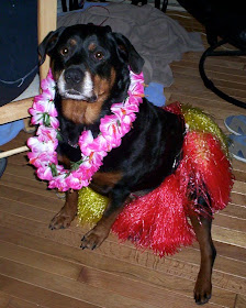 hula dog costume - turtlesandtails.blogspot.com