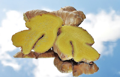 Ingwer (Zingiber officinale)