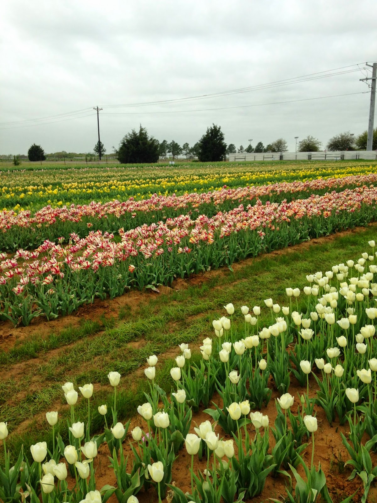 Southern Charm Cottage Texas Tulip Farm