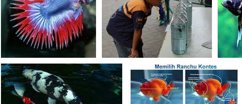 Cara Memilih Ikan Hias yang Baik untuk Dipelihara dan Kontes