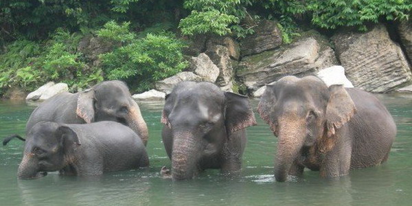 Gajah Liar Sumatera, Indonesia - Hampir Punah - Alam Mentari