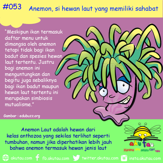 Anemon Si Hewan Laut Yang Memiliki Sahabat Kaskus