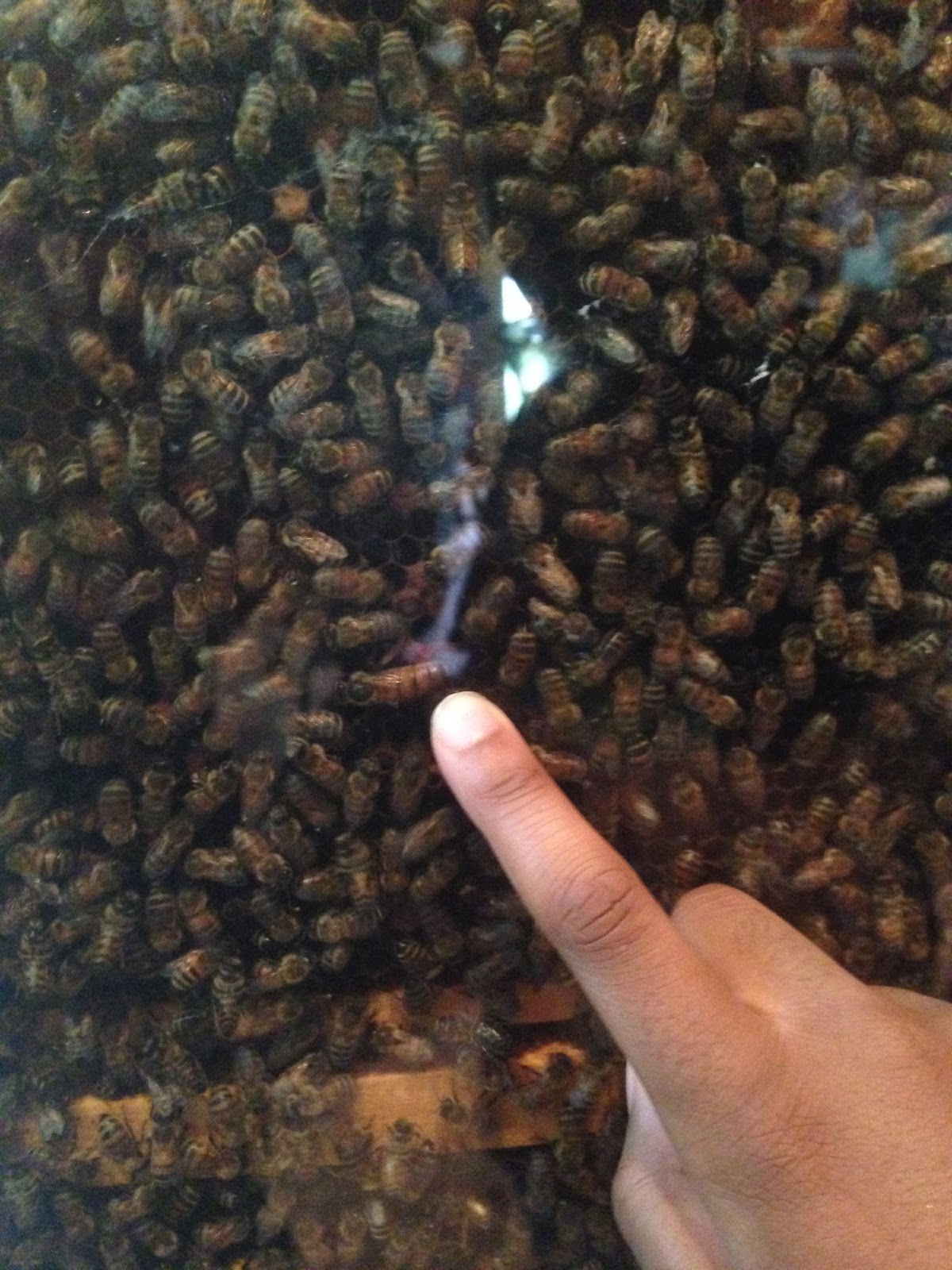 The Honey Bee