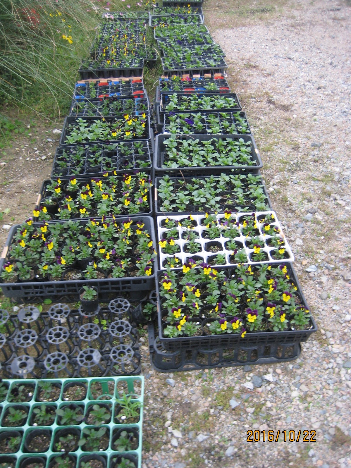 上石瀬自治会 パンジー ビオラ プラグ苗