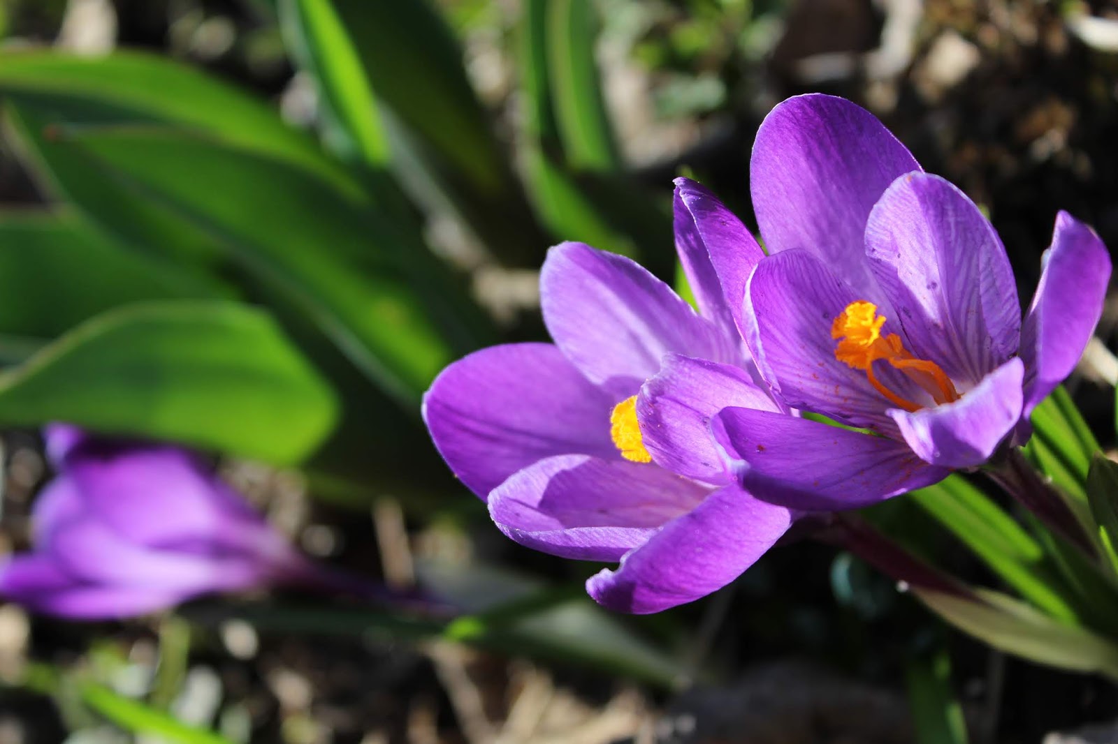 Kukka A flower / KAHDEN TALON VÄKEÄ