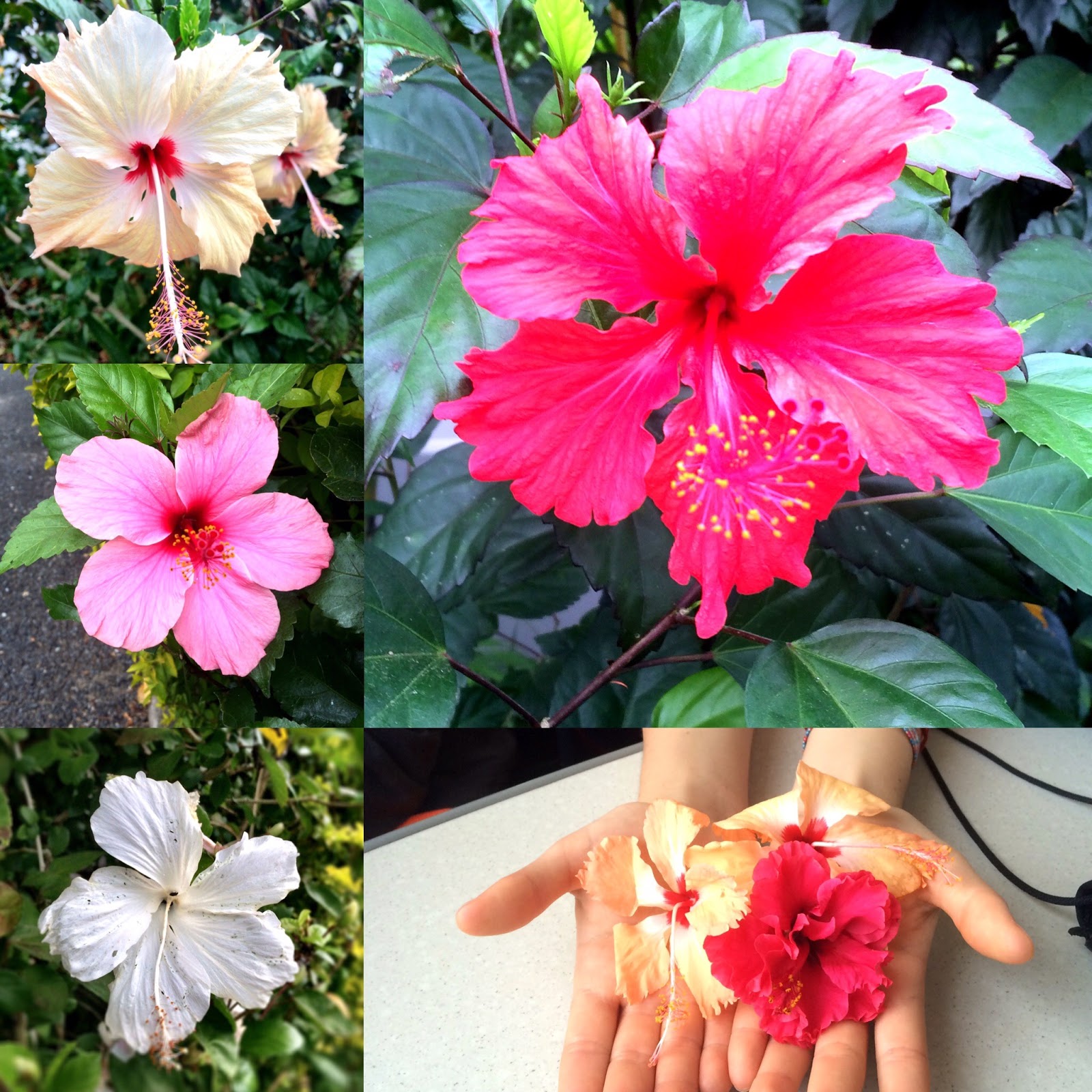 Alessandra Zecchini Denarau, Fiji and flowers