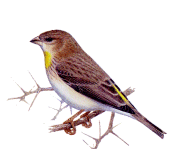 Yellow throated Seedeater
