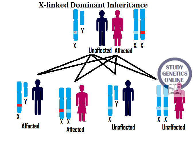 Study Genetics Online: X-linked dominant inheritance