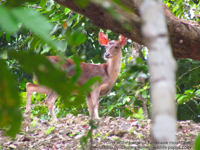 Rainforest Deer (Cervus timorensis)