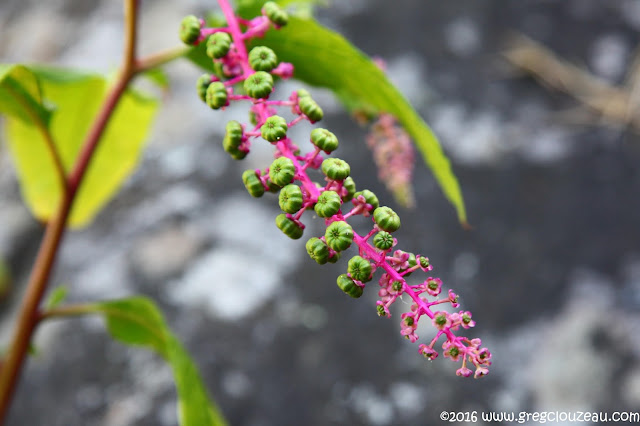 Les fleurs de Phytolaque (phytolacca americana) donnent des fruits qui lui valent son nom