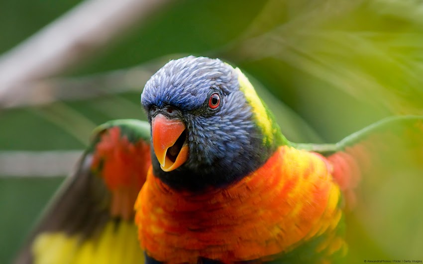 Lorikeet Lorikeet