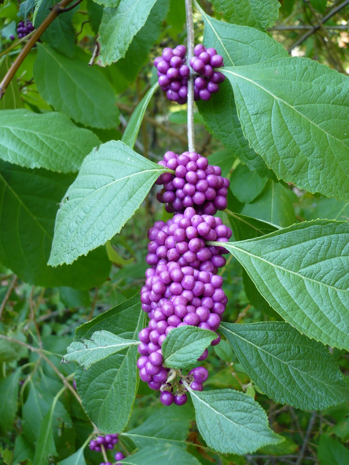 Centenary College Arboretum Callicarpa americana