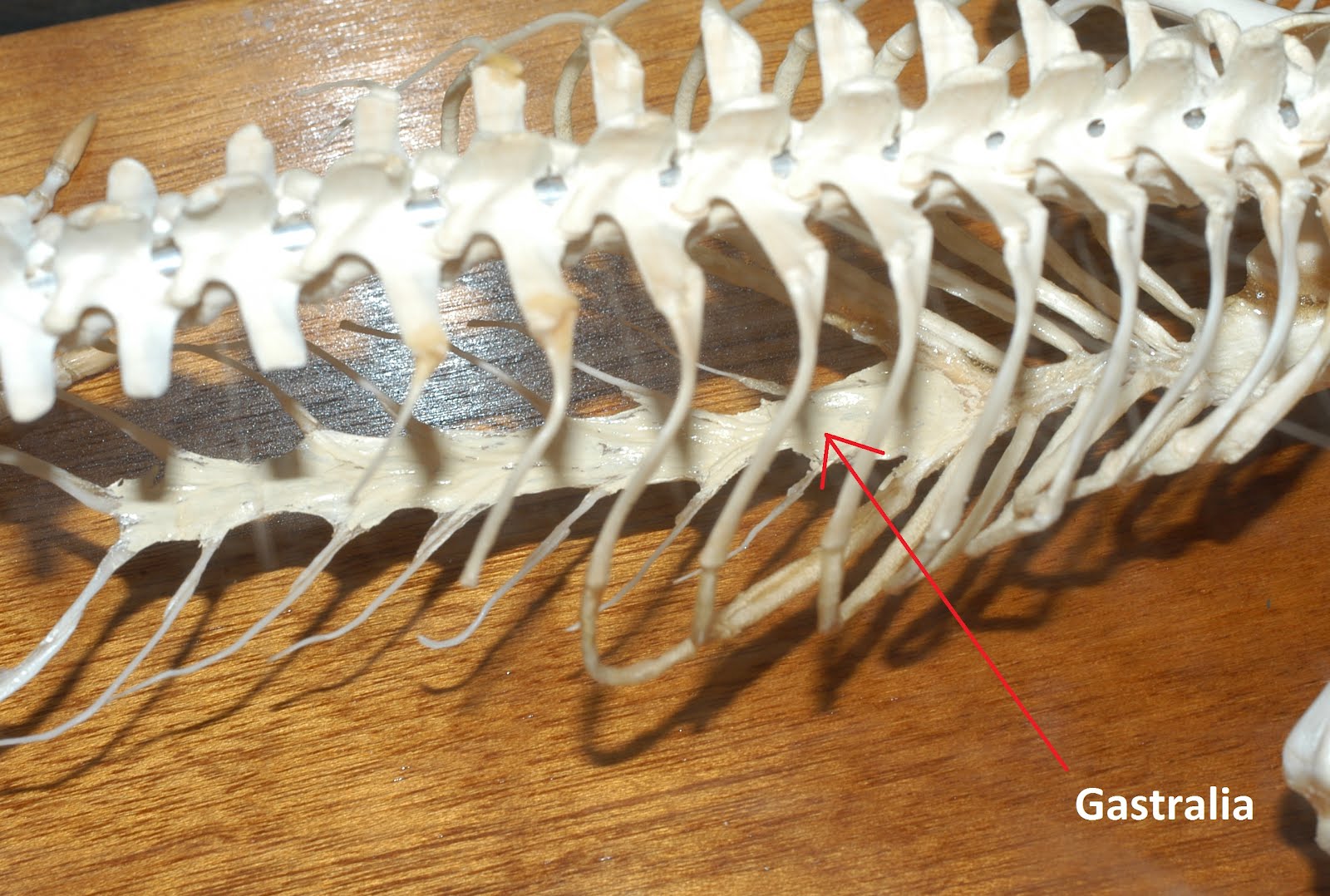 Biology of the Reptilia: Lab 1: General Anatomy of Reptiles. Chalaza