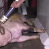 Exhiben trato brutal hacia animales en rastros de México (vídeo)