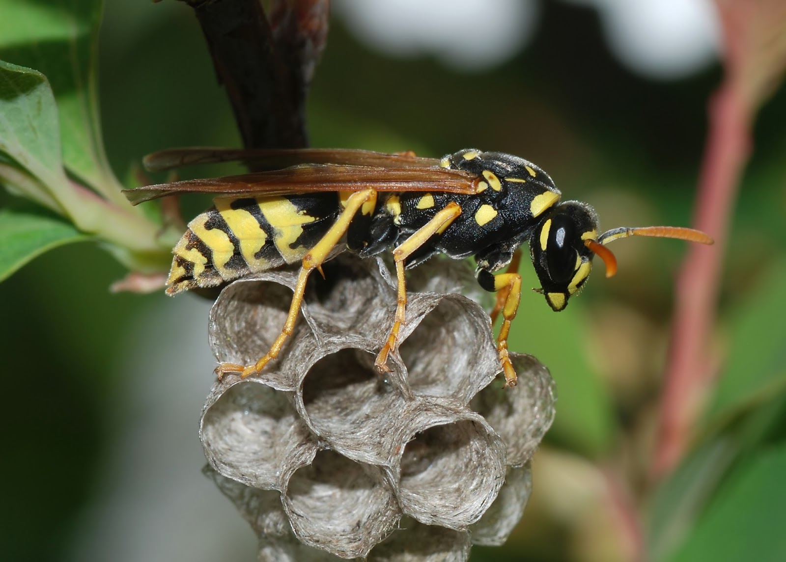 Avon Pest Control Blog What does a euro wasp look like and what damage