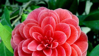 Lirik Lagu Bunga Citra Lestari Cinta Sejati Terlengkap