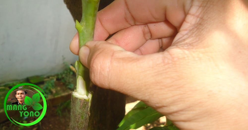 Cara Sambung Pucuk Tanaman Mangga