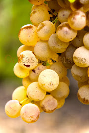 Malvasia