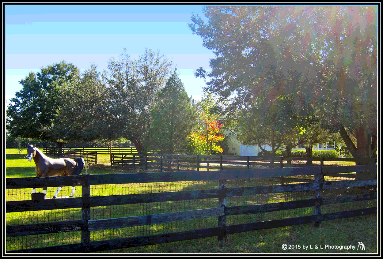 Ocala, Central Florida & Beyond Fall Scene of an Ocala Mini Horse Farm