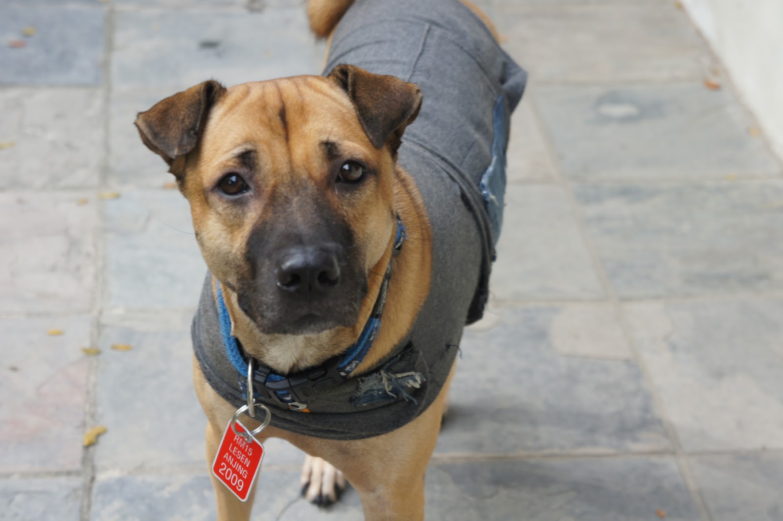 Can A Dog Wear A Thundershirt All Day