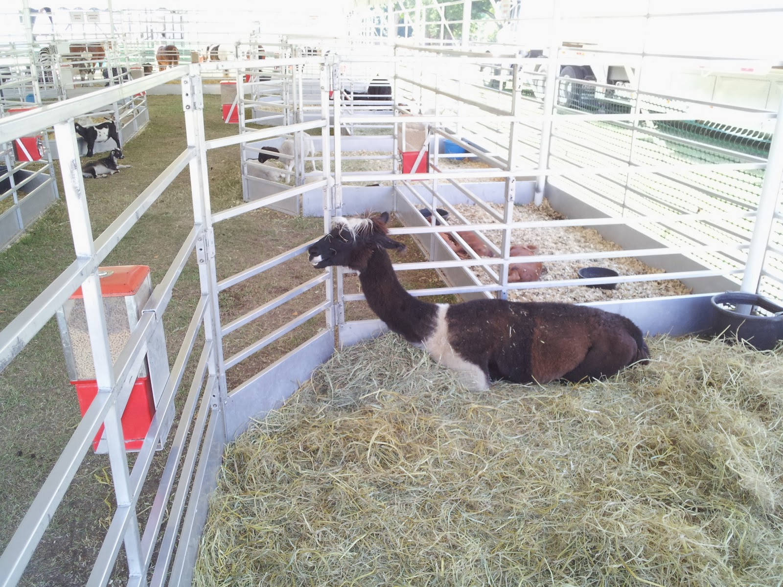 Louisiana Town BEAUREGARD PARISH FAIR PART I