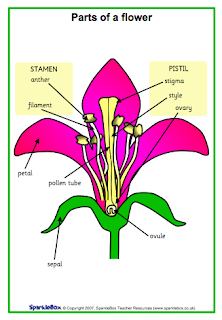 Parts of Flower