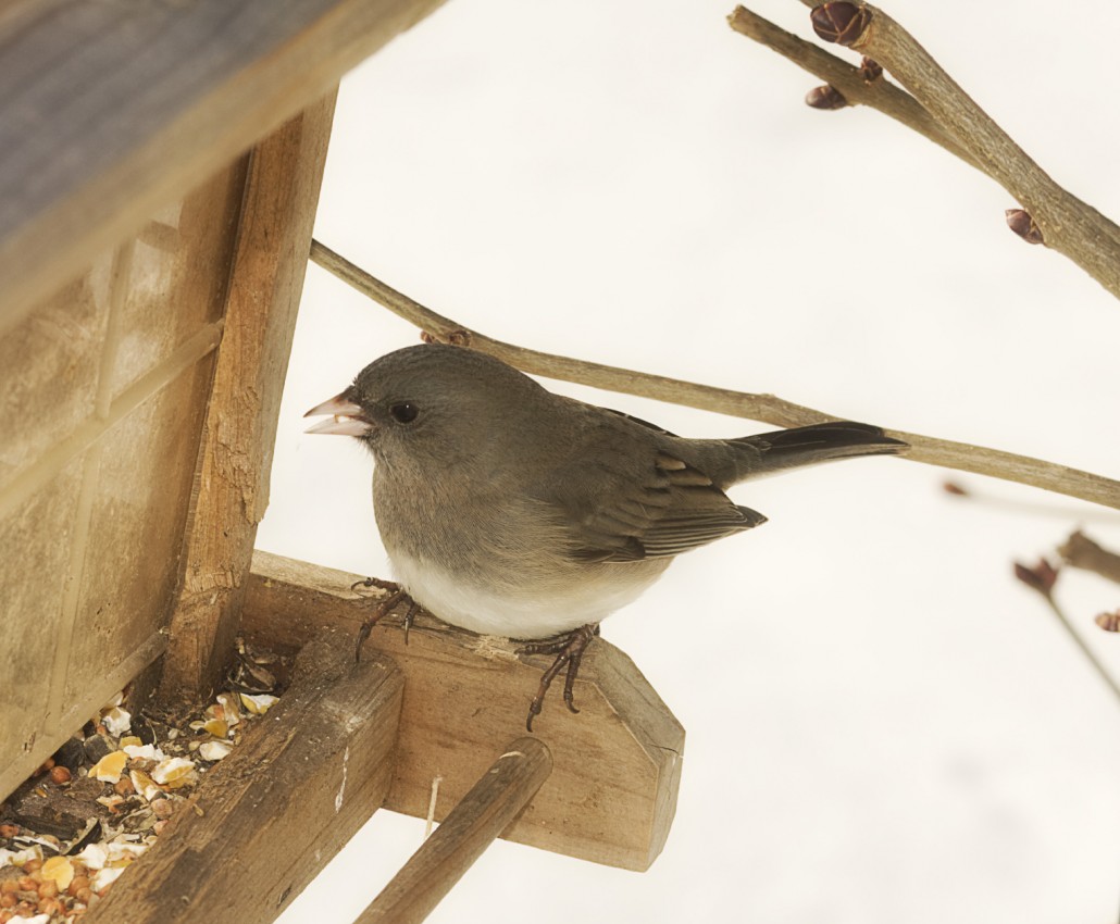 Bird In Everything Feeding Birds Peanuts