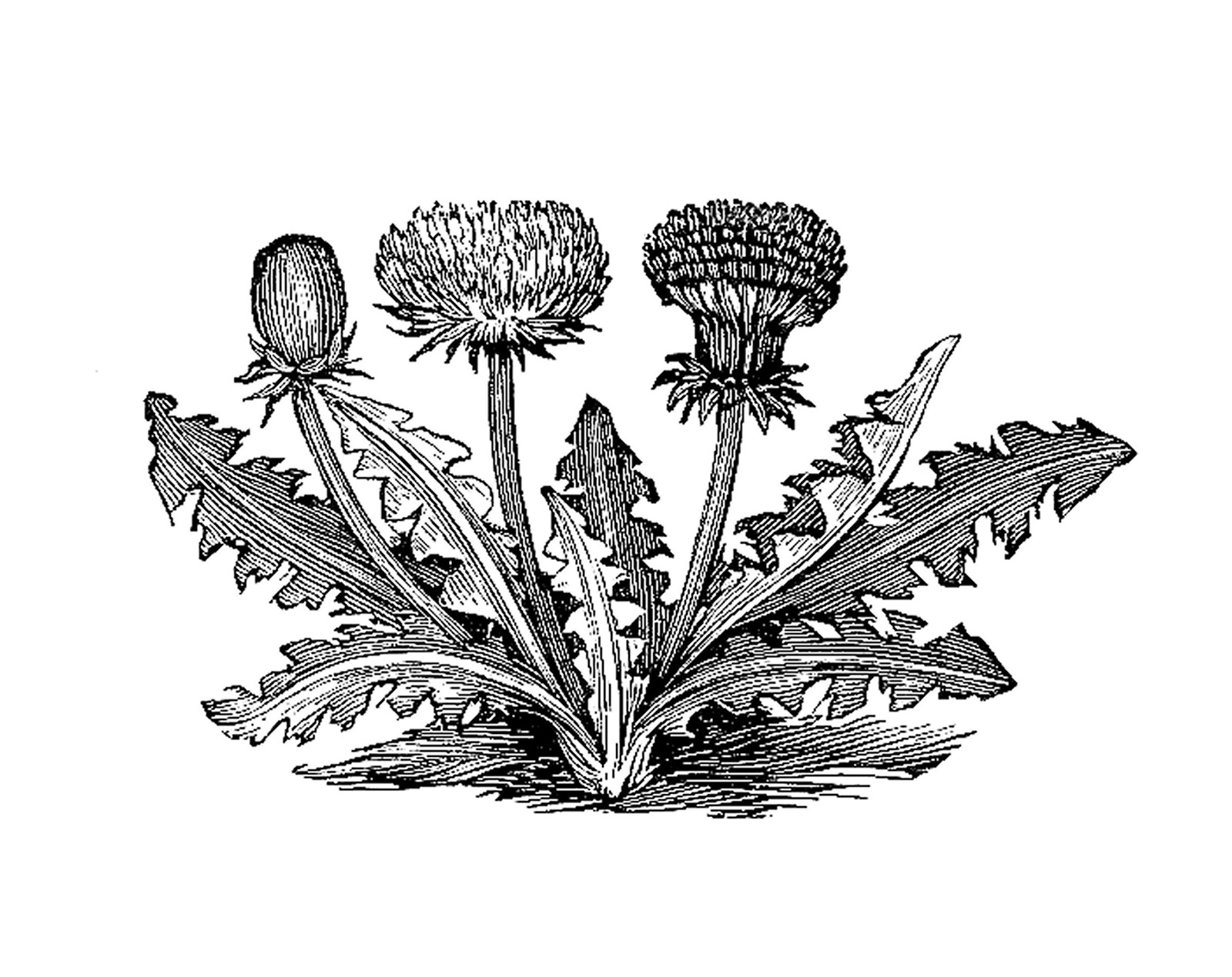 antique-images-free-vintage-botanical-graphic-black-and-white