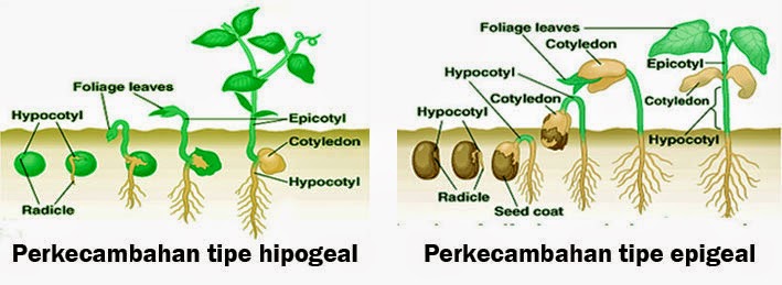 Biologi perkembangan, Ilmu yang Mempelajari Pertumbuhan dan