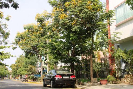 Sắc hoa vàng Đà Nẵng - Ảnh 2 Sac hoa vang Da Nang - Anh 2