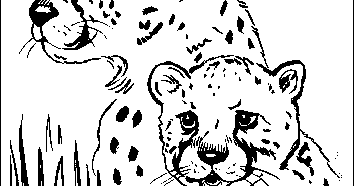 Ausmalbilder zum Ausdrucken Ausmalbilder Gepard Kostenlos