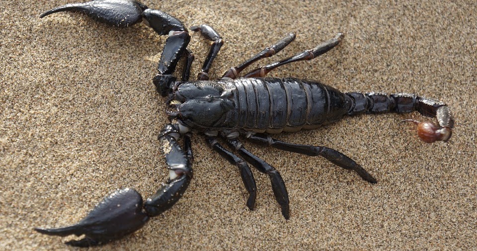 Es Asombroso Alacranes Qué debes hacer en caso de te piquen Es Asombroso Alacranes Qué debes hacer en caso de te piquen
