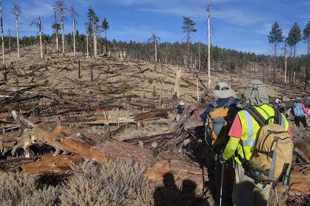 logs on the hillside