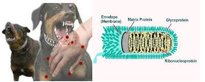 Manfaat dan Kerugian Virus dalam Kehidupan Manusia - Materi dan Tugas