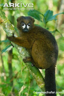 Red bellied Lemur