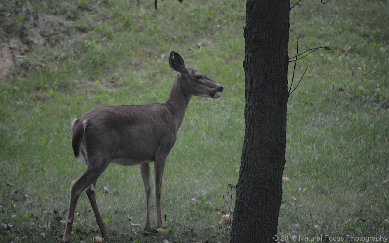 Natural Focus Deer Eating Pears