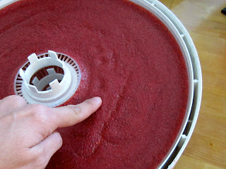 strawberry fruit leather in dehydrator