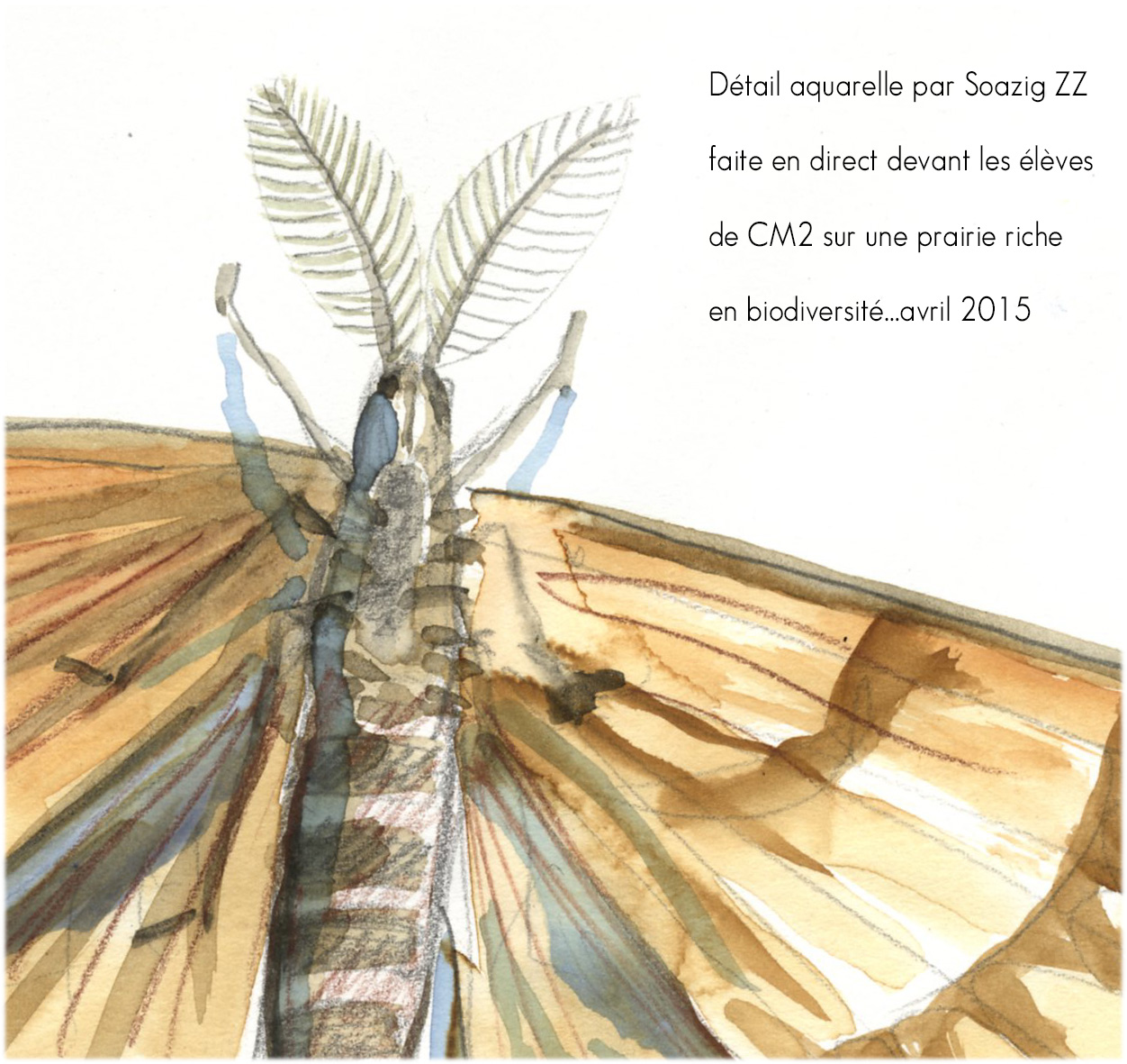 Soazig Zz Dreano Graphisme Illustration Ateliers Expos Reportage