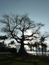 tree kapok trees florida giant palm beach silhouette week west snapshot frifotos packed