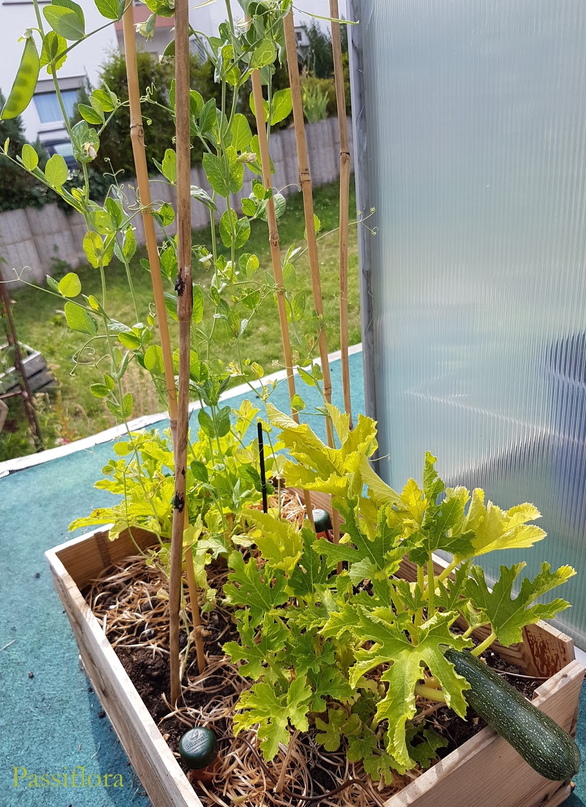 El jardín de las tres hermanas (o, en mi caso, dos con algunos ajustes...)