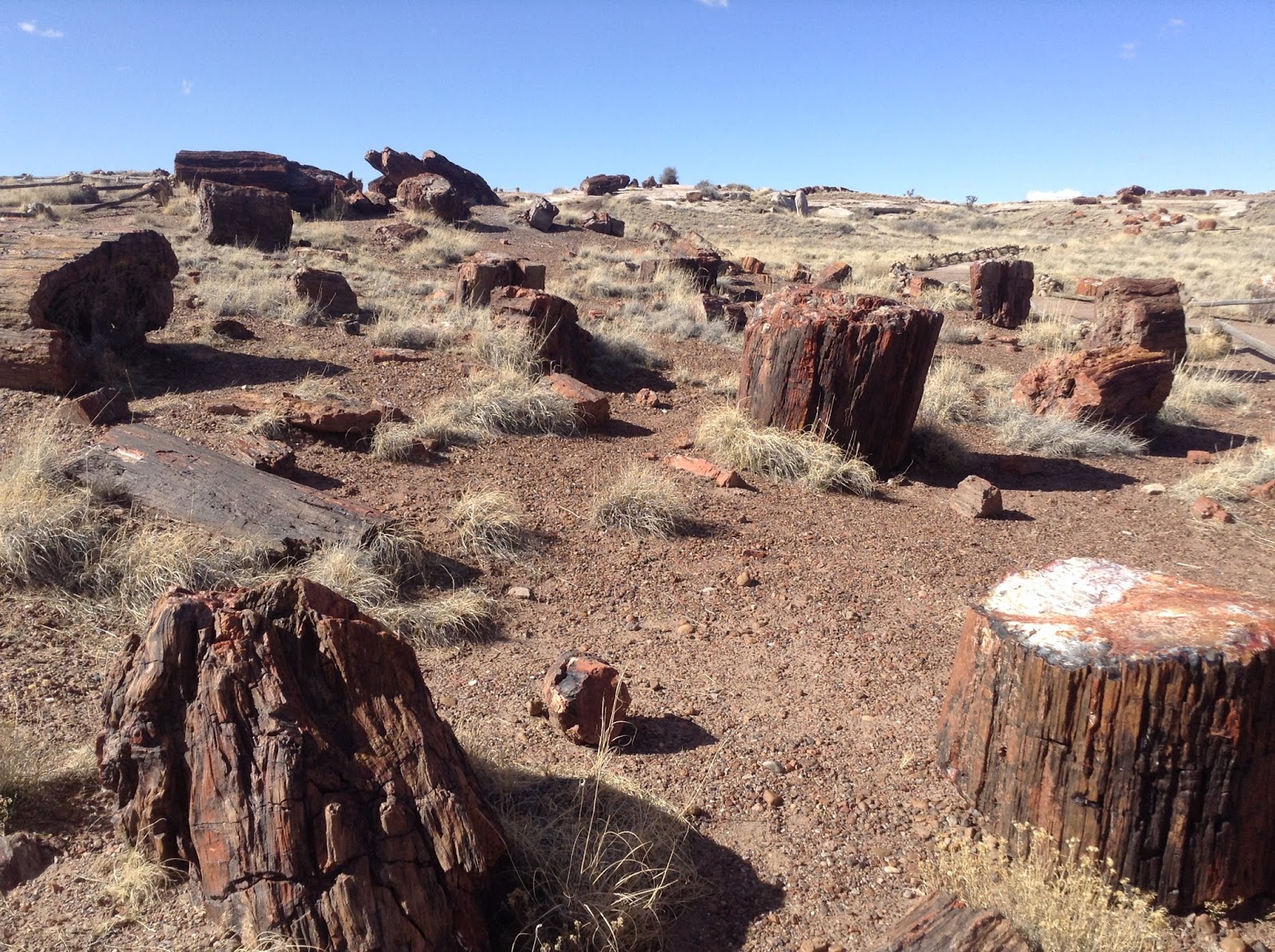 U.S. of A.: Park Narodowy Skamieniałego Lasu/ Petrified Forest National