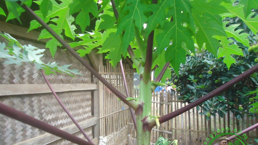 Cara Supaya Tanaman Pepaya Berbunga Betina Berbuah