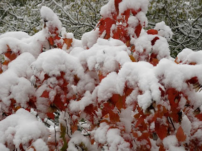 Snow Covered Red Sumac Leaves Photograph