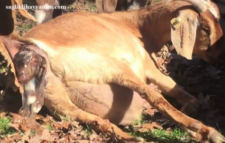 kecilerde kizginlik gebe ve dogum sureci