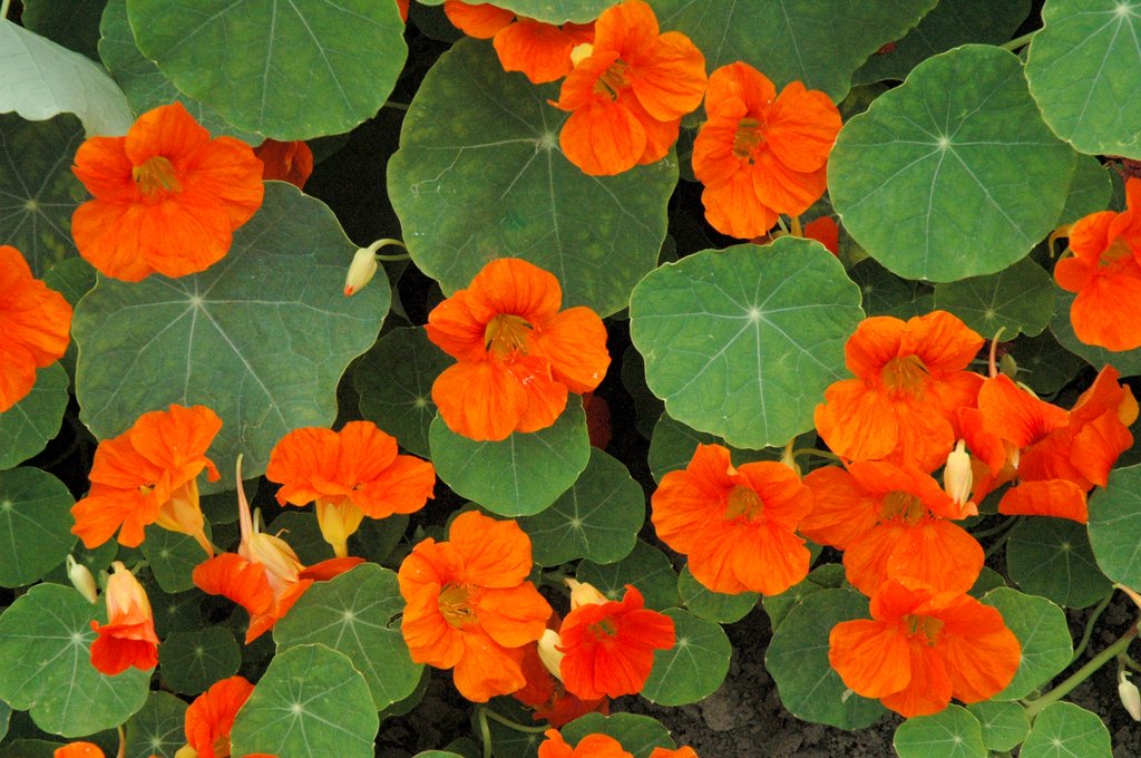 Bonnes à croquer - Ces surprenantes "Mauvaises herbes": LA CAPUCINE