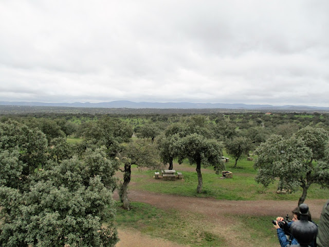 Dehesa, Los Pedroches