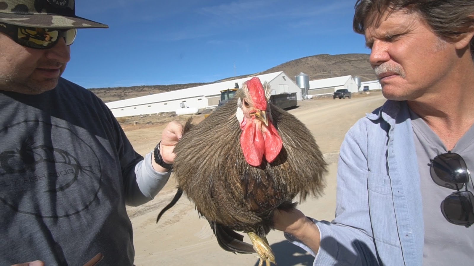 Whiting Farms Every thing you need to know about Coq De Leon Fly