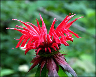 Red Bee Balm Bloom up close