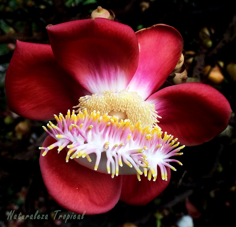 Flor característica del Árbol Bala de Cañón, Couroupita guianensis